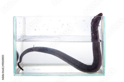 The two-toed amphiuma, amphiuma means, on white photo