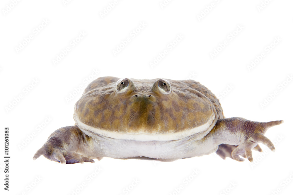 Fototapeta premium The Budgett's or hippo frog, Lepidobatrachus laevis, on white