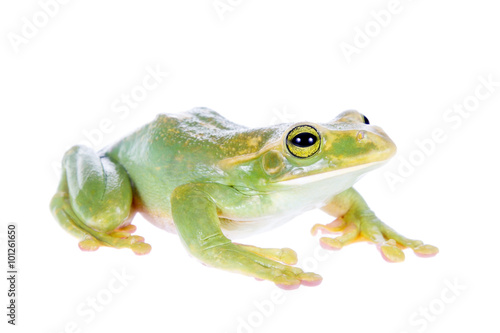 Giant Feae flying tree frog isolated on white