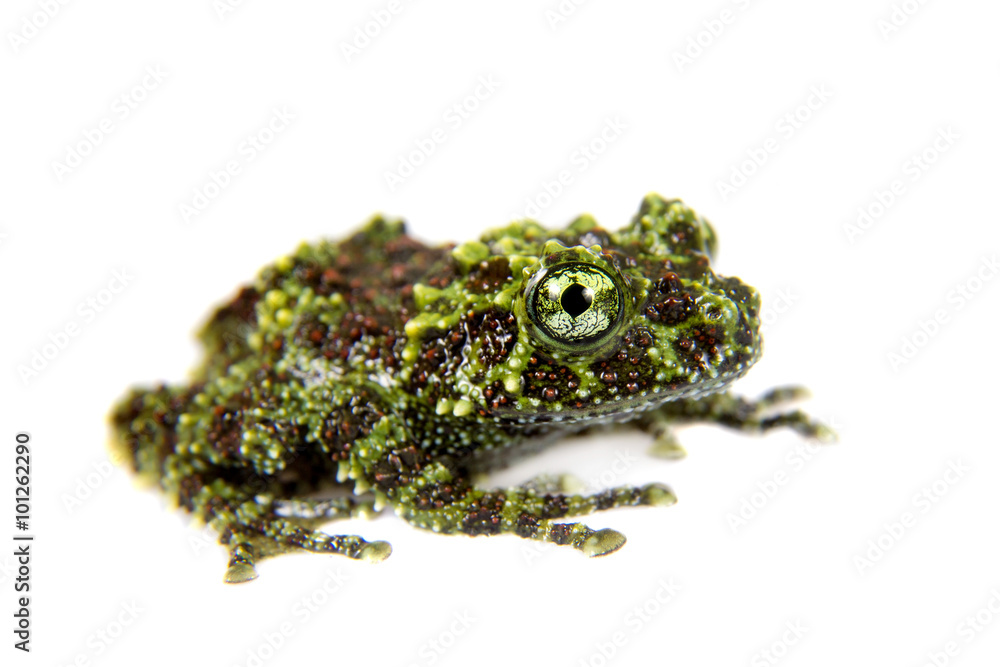 Fototapeta premium Vietnamese Mossy Frogling isolated on white