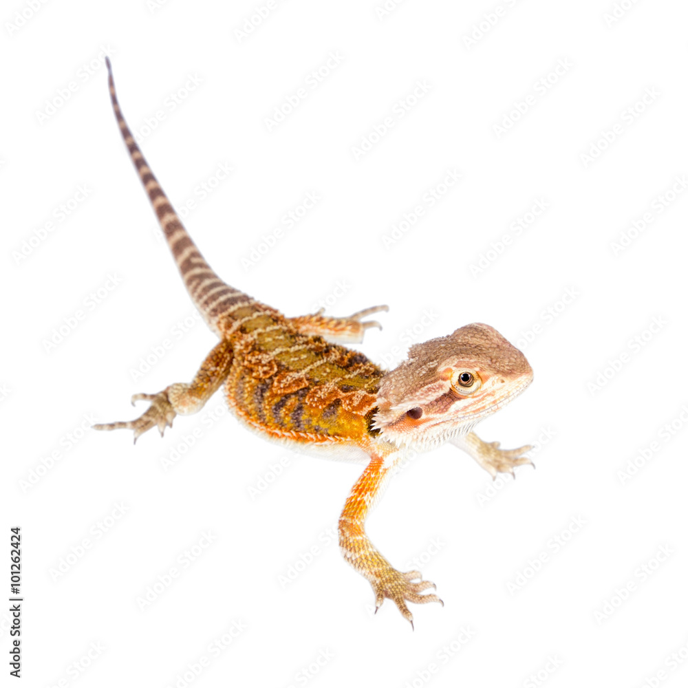 Naklejka premium Red Bearded dragon, Pogona vitticeps, on white