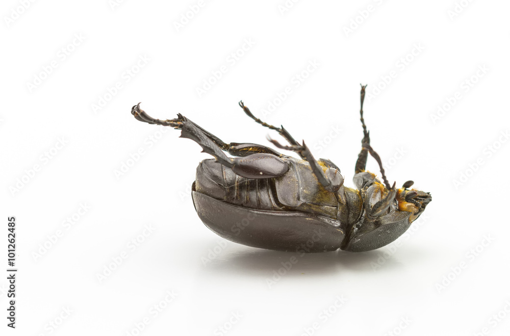 Black beetle,Rhinoceros beetle, Rhino beetle, Hercules beetle Black beetle,Rhinoceros beetle, Rhino beetle, Hercules beetle