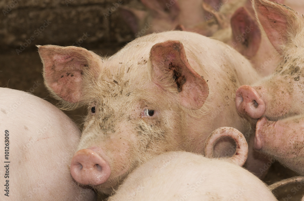 schweine im stahl schweine im stahl