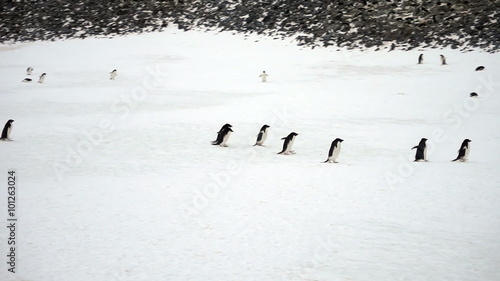 Time-lapse of adelie penguins marching and sliding across snow on highway through rookery on Paulet Island, Antarctica.
 photo