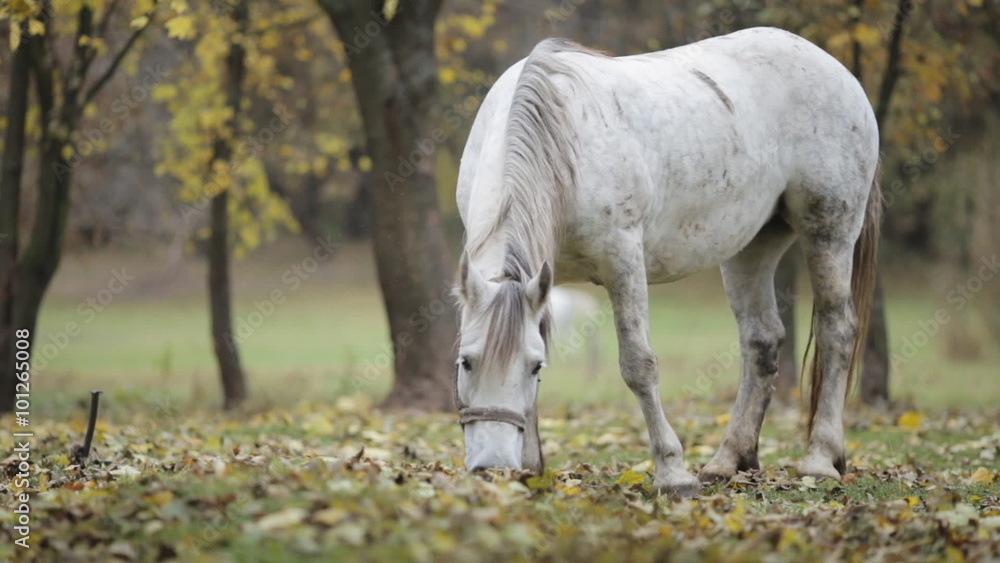 white horse grazing in the meadow in autumn white horse grazing in the meadow in autumn