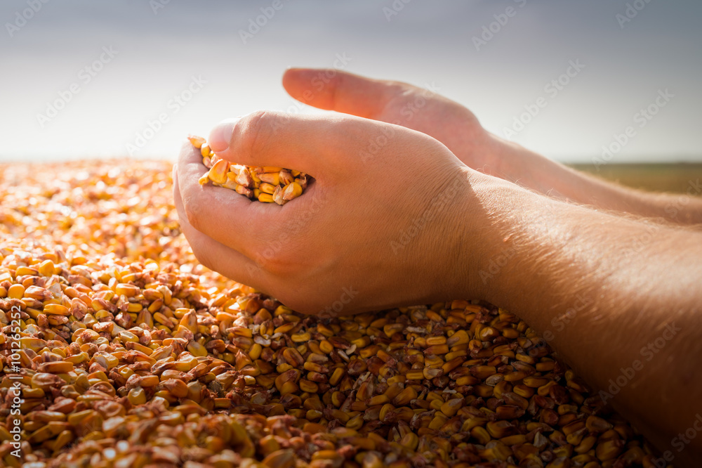  hands with grain corn