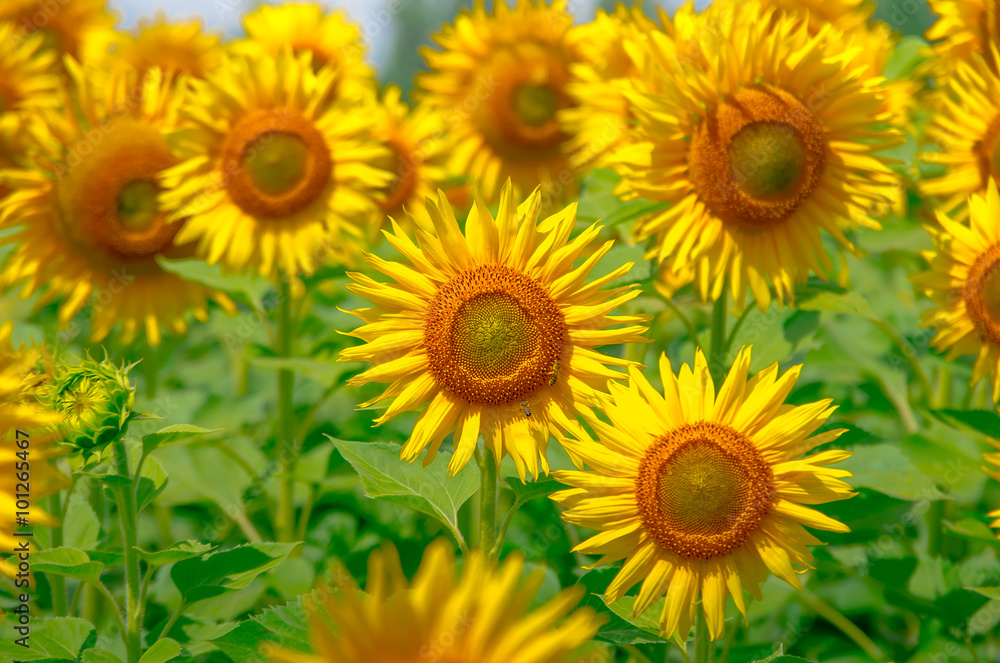 Fototapeta premium Blooming sunflower summer