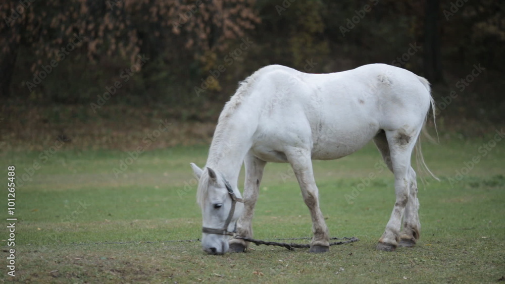 white horse grazing in the meadow in autumn white horse grazing in the meadow in autumn