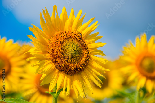 Fototapeta Naklejka Na Ścianę i Meble -  Blooming sunflower summer
