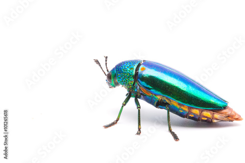 Beautiful Jewel Beetle or Metallic Wood-boring (Buprestid) on white background. 