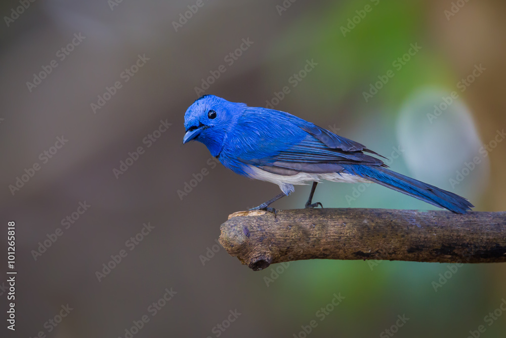 Fototapeta premium Male Black-naped Monarch (Hypothymis azurea) turn stair at us 