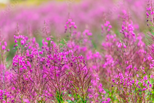 Fluffy pink fireweed flowers