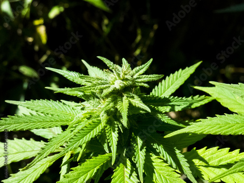 Marijuana Plant Closeup