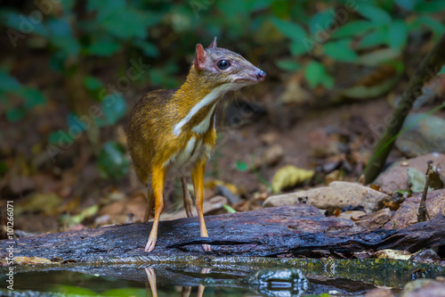  Lesser mouse-deer (Tragulus kanchil) stair at us 