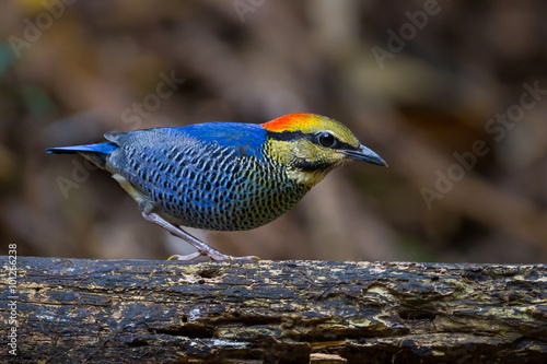 Male Blue pitta (Hydrornis cyaneus) on the wood photo