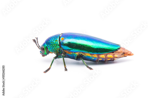 Beautiful Jewel Beetle or Metallic Wood-boring (Buprestid) on isolated on white background. 