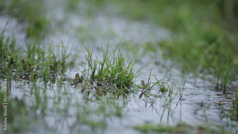 rainy season flooded the field and rapid stream flows through the grass rainy season flooded the field and rapid stream flows through the grass