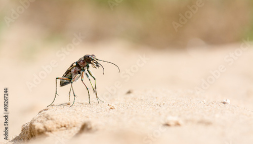 Sandlaufkäfer photo