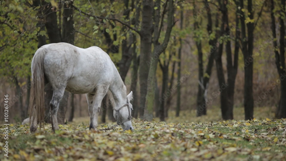 white horse grazing in the meadow in autumn white horse grazing in the meadow in autumn