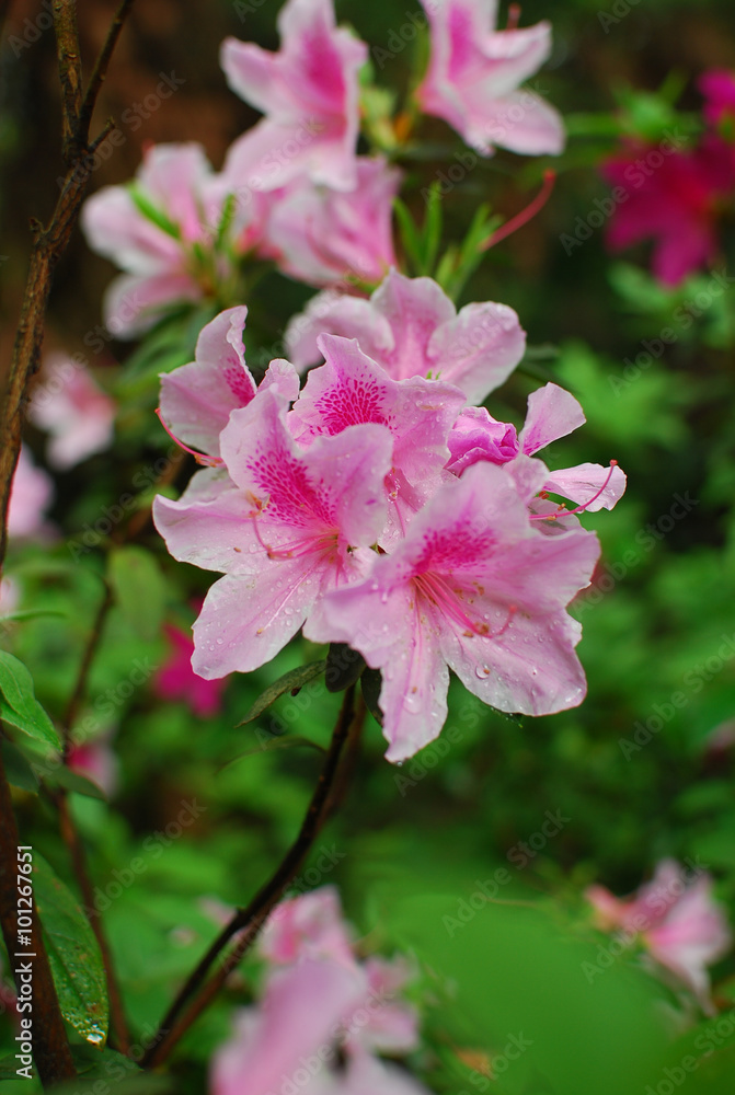 The blooming azalea in garden in spring season