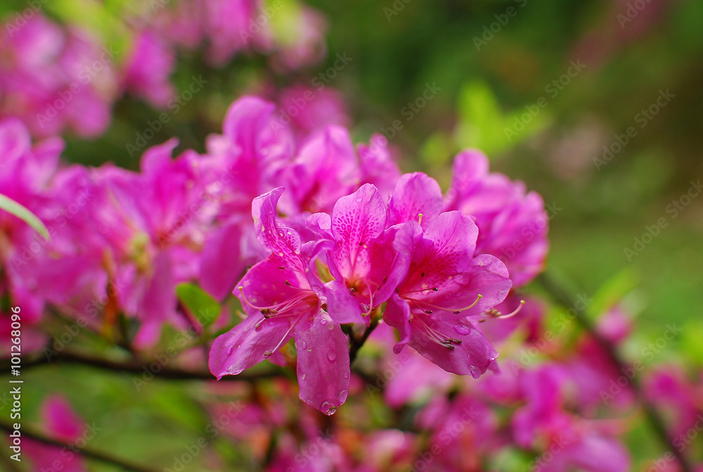The blooming azalea in garden in spring season