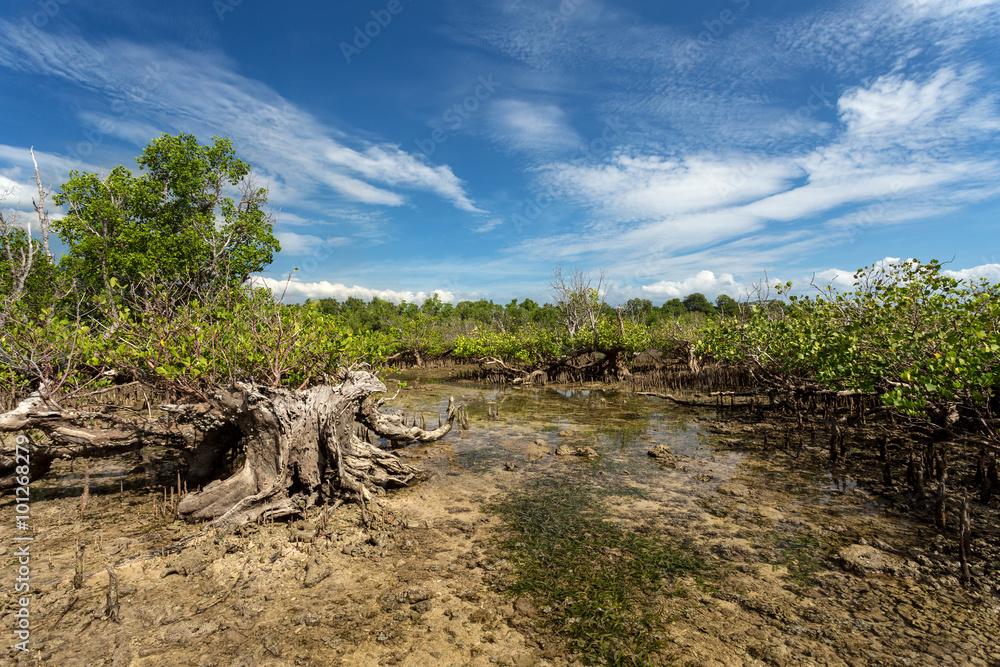 mangrove tree North Sulawesi, Indonesia mangrove tree North Sulawesi, Indonesia