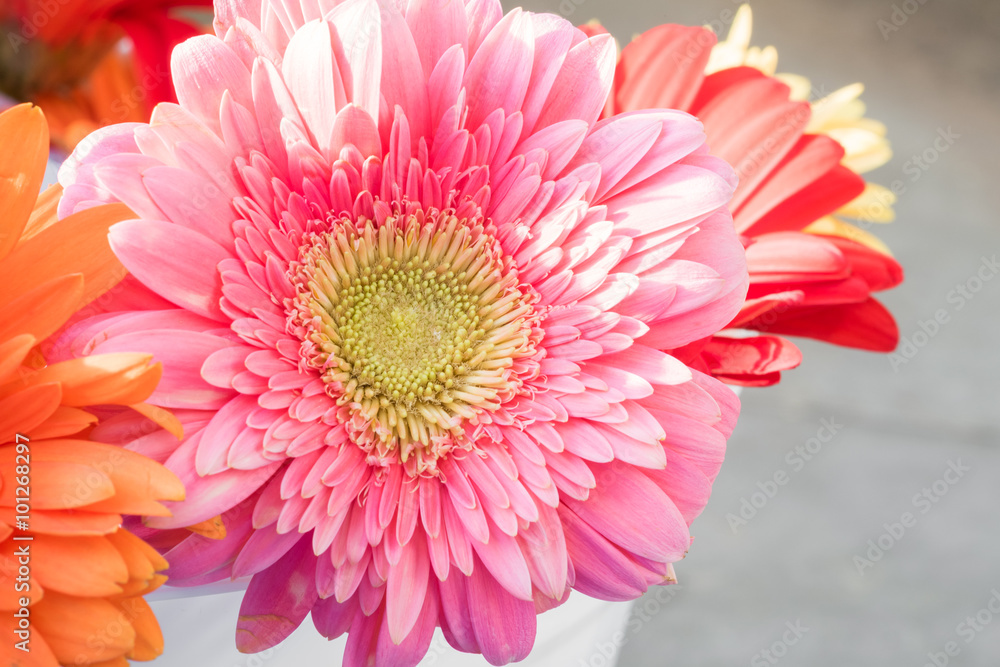 closeup gerbera flower