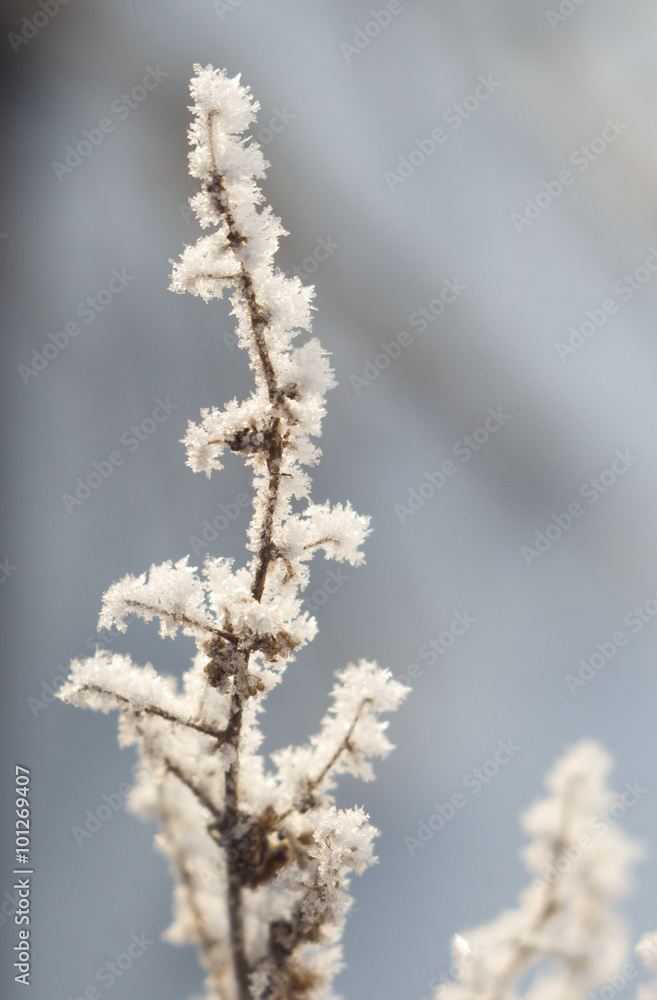 Branch plants in frost. Beautiful Sunny winter view of the snow. Branch plants in frost. Beautiful Sunny winter view of the snow.