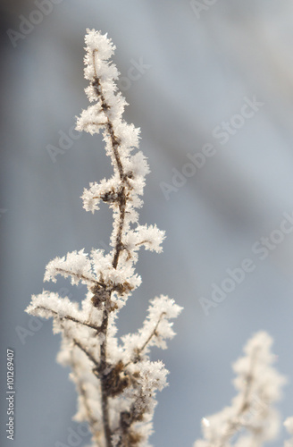 Branch plants in frost. Beautiful Sunny winter view of the snow. © ola_pisarenko