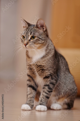 Fototapeta Naklejka Na Ścianę i Meble -  Striped domestic cat with white paws