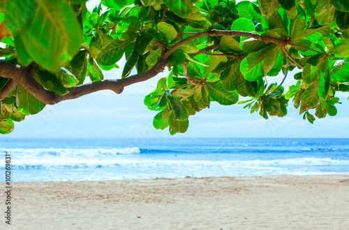 Beautiful blue waters of Hawaii seen through green leafy branch © Jaren Wicklund