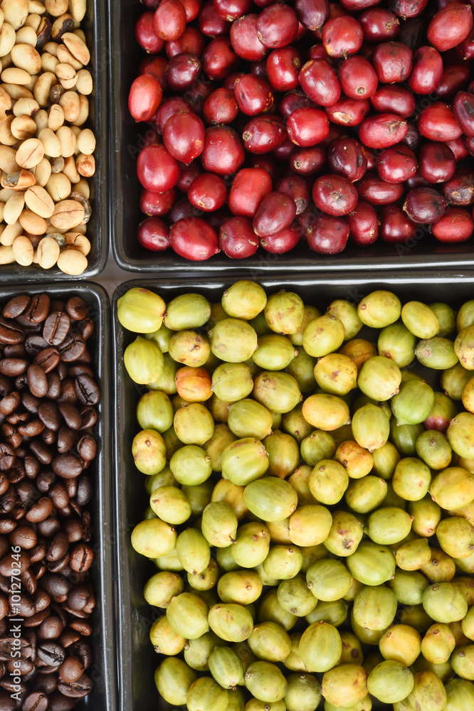 green, roasted and fresh coffee beans in ceramic bowls