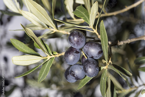 A sprig full of ripe black olives