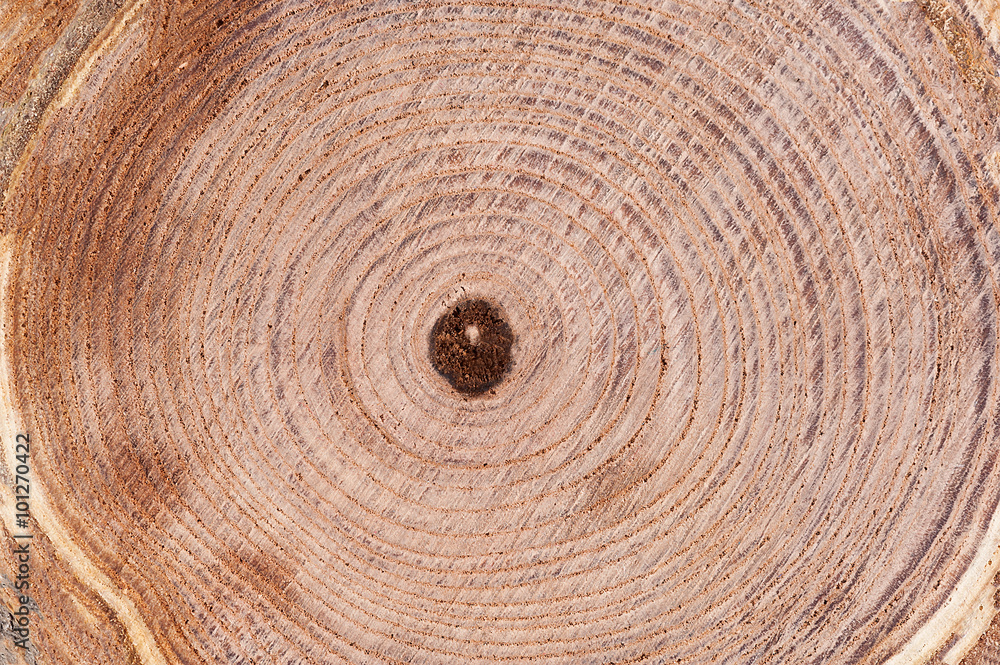 Naklejka premium Tree rings background