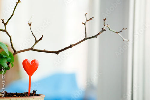 Sprout in a pot grown with heart canapes on the windowsill. Waiting for spring love concept. Copy space. photo