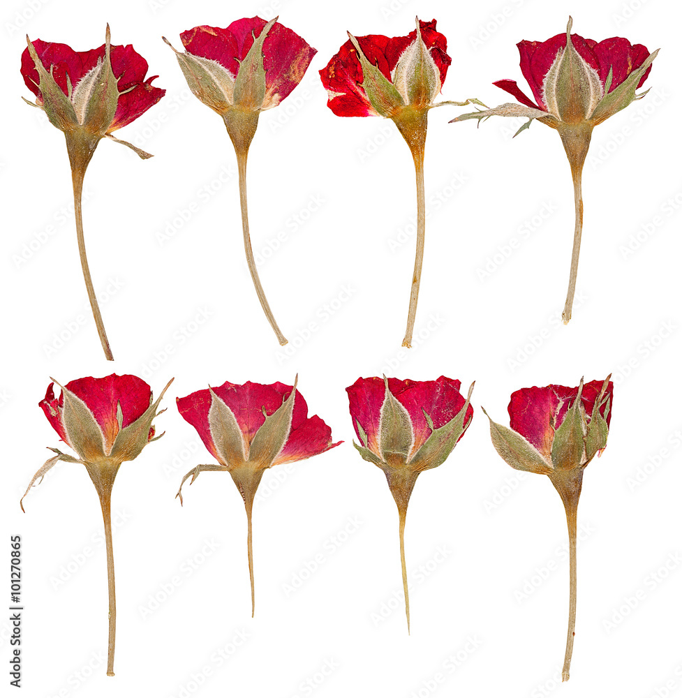 Fototapeta premium Pressed flowers roses isolated