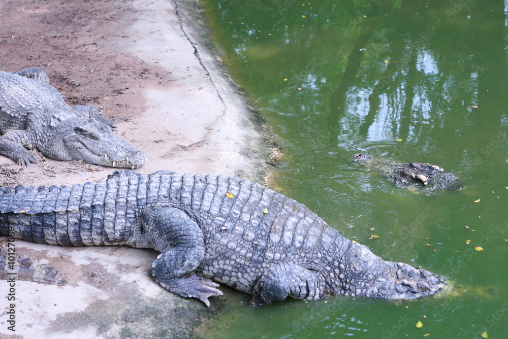 Creeping Crocodiles