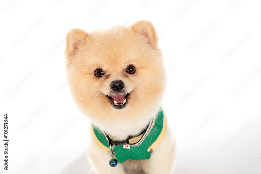 pomeranian dog short hair on white background Stock Photo | Adobe Stock