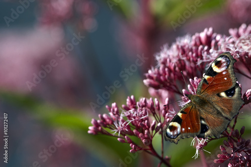 Butterfly on flower