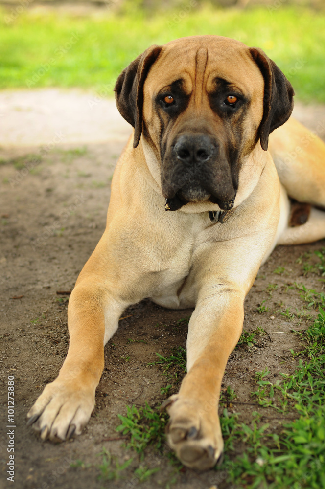 Portrait of the Boerboel dog lying on the ground