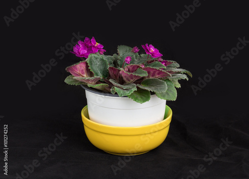 Beautiful domestic violet flowers.