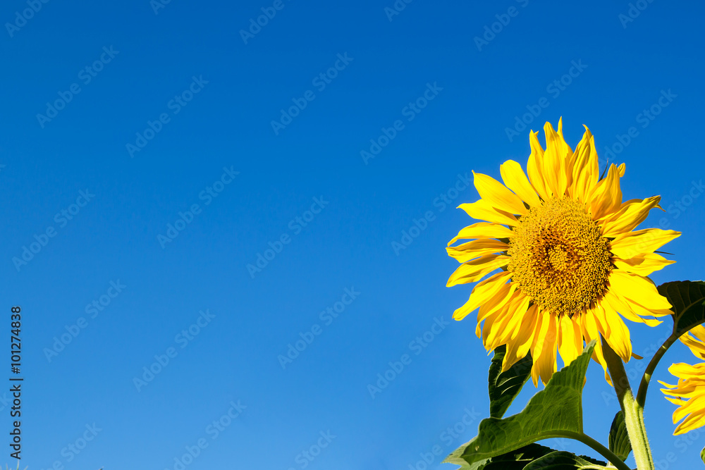 Sunflower in garden with sky background