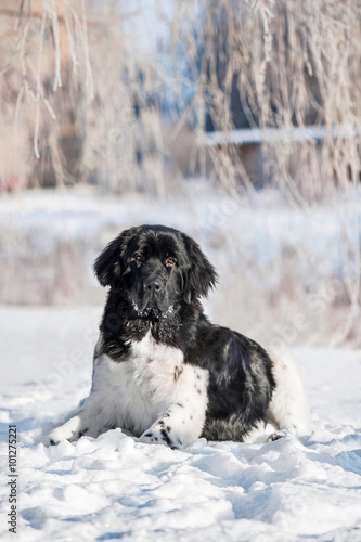 Newfoundland dog lying on the snow in winter © Rita Kochmarjova