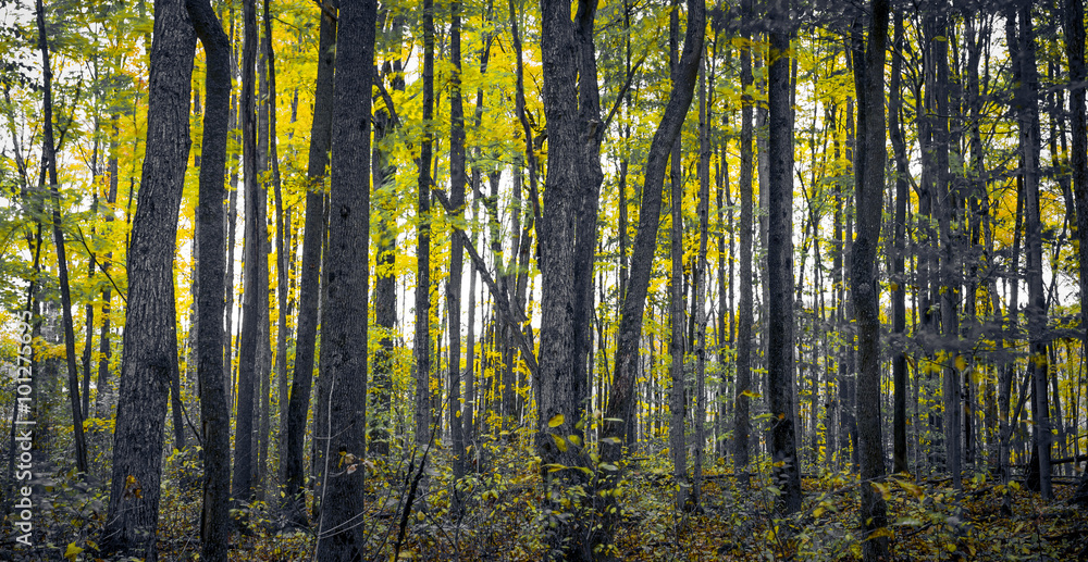 Forest Foliage View Forest Foliage View