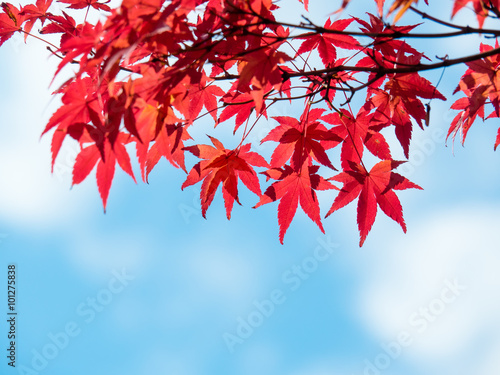 Autumn maple leaves against blue sky