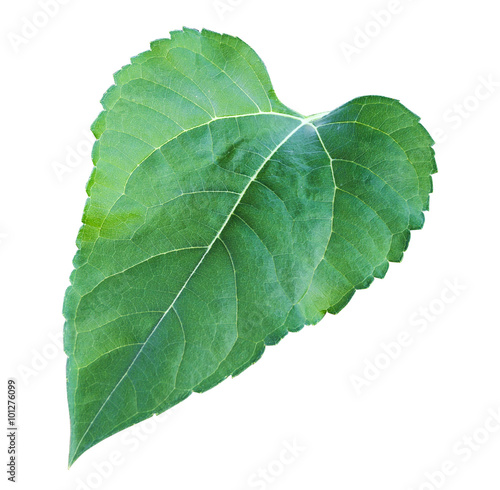 Sunflower leaf
