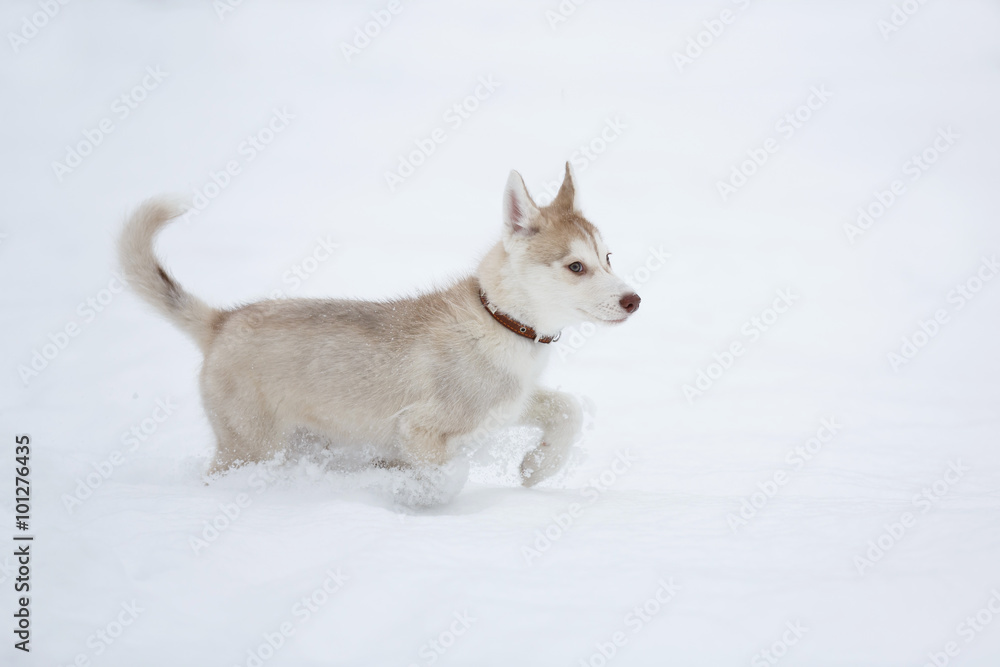 Running husky puppy