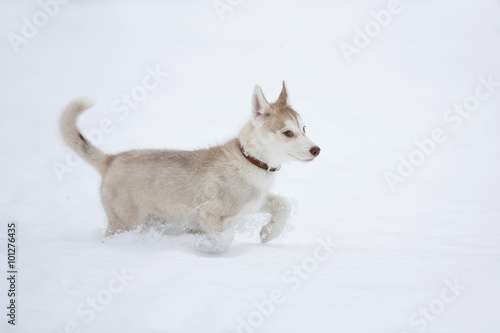 Running husky puppy © castenoid