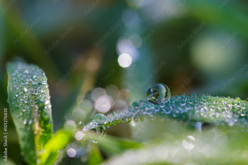 Dew in the day Dew in the day