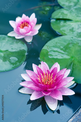 Beautiful Pink Lotus, water lily